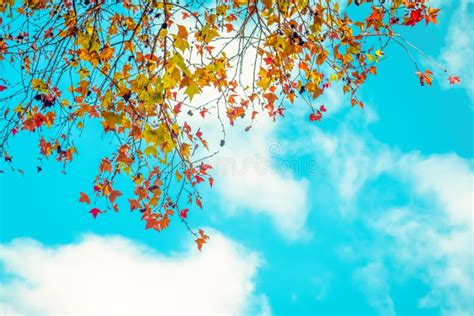 Beautiful Autumn Leaves And Sky Background In Fall Season Stock Image