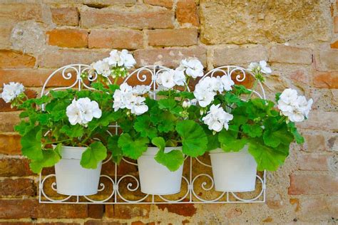 Geranium Hanging Baskets Care Guide Pictures And More