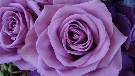 pics of purple roses goo to play