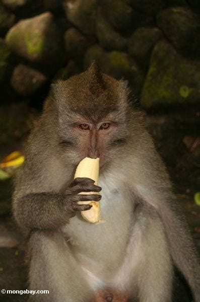 Male Cynomolgus Monkey Eating A Banana Ubud Bali