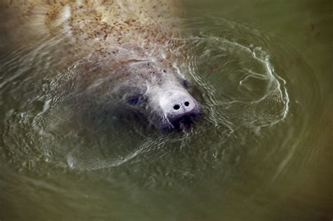 10 Amazing Facts About Manatees