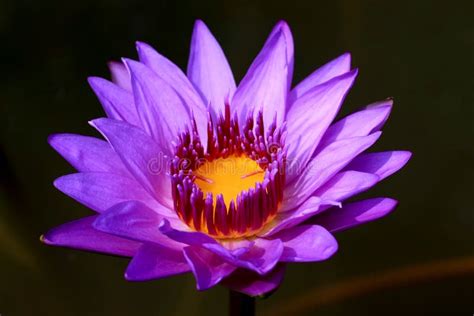Purple Lotus Flowers Stock Image Image Of Symbol Water 12808195