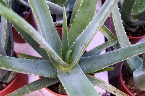 We'll review the issue and make a decision about a partial or a full refund. lll Aloe Vera - Die Königin der Zimmerpflanzen
