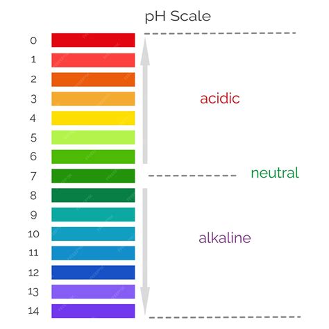 Escala De Ph Vertical Para Medir El Equilibrio ácido Alcalino Prueba De