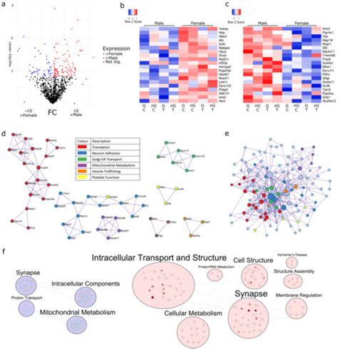 ijms free full text respirasome proteins are regulated by sex hormone interactions in the brain