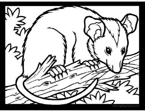 Possum 01 Coloring Page Coloring Page Central