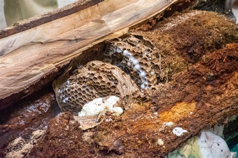 Scientists Remove America’s First Murder Hornet Nest
