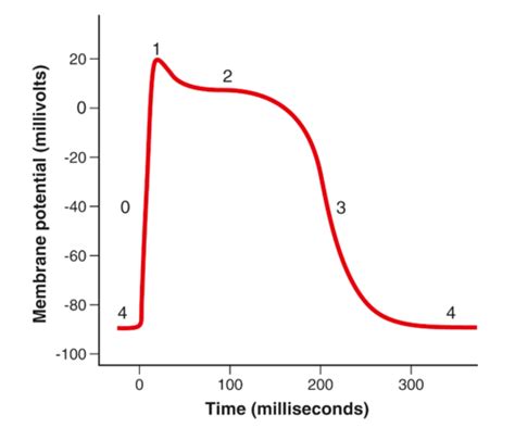 Ch 9 Cardiac Muscle The Heart As A Pump And Function Of The Heart