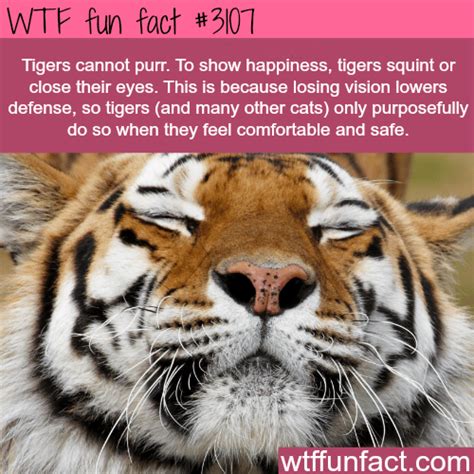 Wtf Fun Facts Page 1048 Of 1361 Funny Interesting And Weird Facts