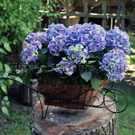 Hydrangea flowers are also perfect for drying. Why hydrangeas are the most versatile flower in the world ...