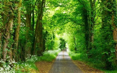 Road Path Between Green Trees Forest Nature 4k Hd Nature Wallpapers