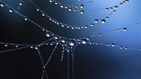 Spiderweb Cobweb Dew Drops Wallpaper 1920x1080