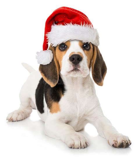 Beagle Puppy With Red Santa Hat Stock Image Image Of Looking