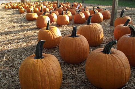 pumkin – Green Haven Plant Farm