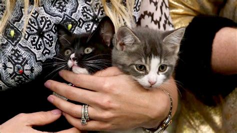 Help These Rescue Kittens In Need Of Adoption Us Weekly