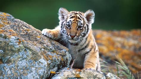 Baby Animal Hd Wallpaper Baby Animal Pictures New