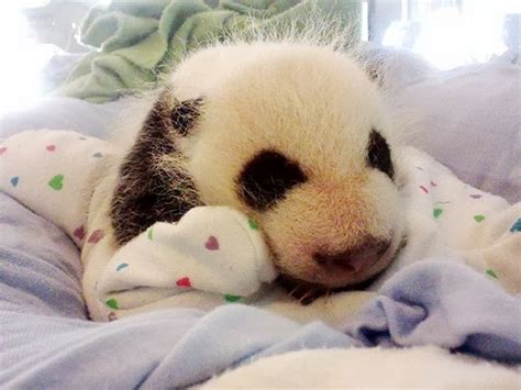 Zoo Atlanta Panda Cam Panda Cam Baby Panda Cute Baby