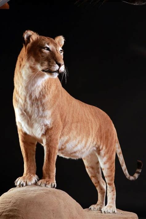 Browse the most popular quotes and share the relevant ones on google+ or your other social media accounts (page 1). Liger - Hybrid between Panthera tigris and Panthera Leo - Masai Gallery