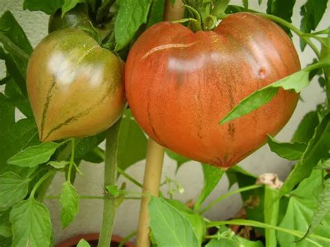 Anna Russian Tomato Tomato Of The Month