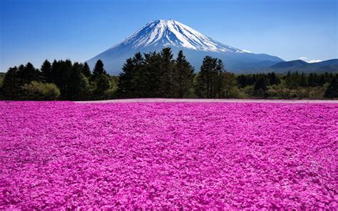 Nature Landscape Mountain Trees Clouds Mount Fuji Japan Flowers