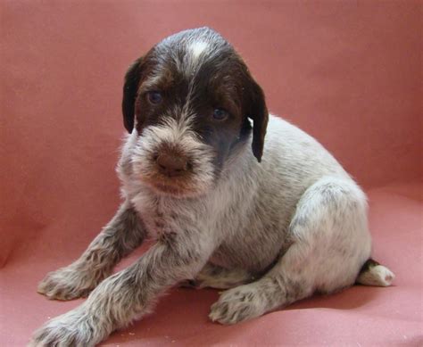 Find a german wirehaired pointer puppy from reputable breeders near you and nationwide. Tail Spot Girl--3.5 weeks old