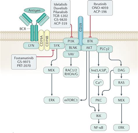 B Cell Receptor Signaling Pathway Images And Photos Finder