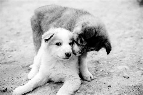 Grayscale Photography Of Two Puppies Picture Image 114750929
