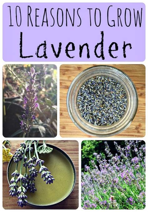 10 Reasons To Grow Lavender Growing Lavender Lavender Garden Herbs