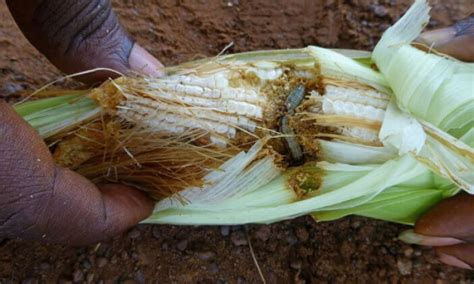 Pests And Pathogens Cost Global Agriculture 540 Billion A Year