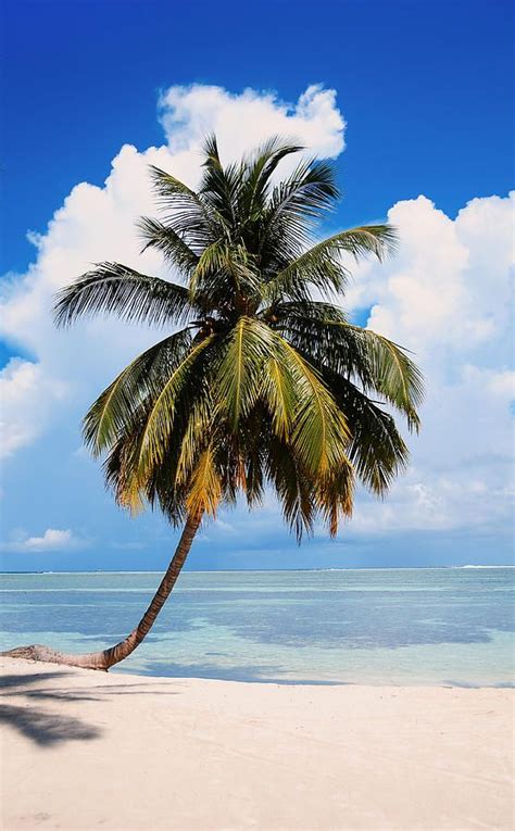 Coconut Palm Tree On The Beachmaldives By Jenny Rainbow Photography
