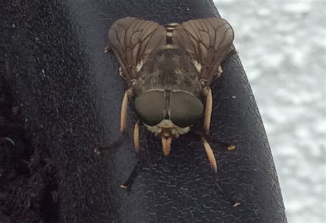 Female Dark Giant Horse Fly From Scotland Whats That Bug