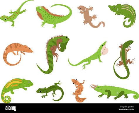 Lizard Pet Tropical Reptile Animals Gecko Chameleon And Iguana Newt