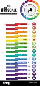 The Ph Scale Universal Indicator Ph Color Chart Diagram Acidic Stock
