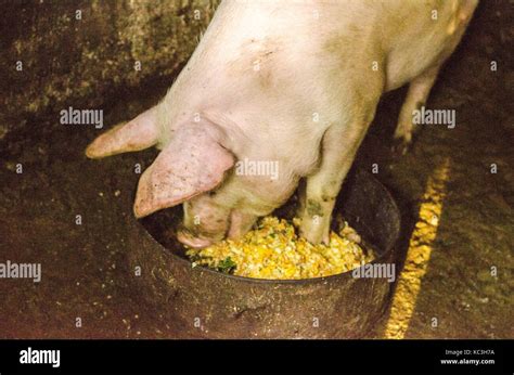 Nariz De Cerdo En La Pluma El Foco Está En La Nariz Profundidad De