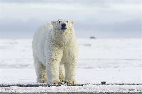 Metabolism Study Results Paint Worrying Picture Of Polar Bears Future