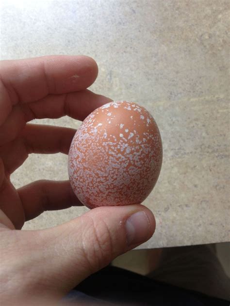 Weird White Spots On Egg Backyard Chickens