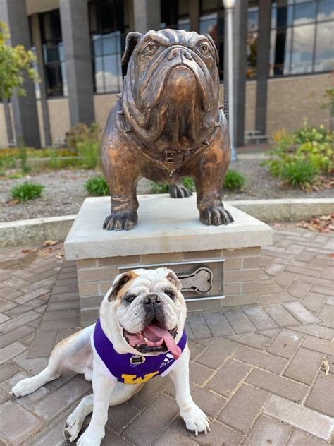 Western Illinois University Students Mourn Beloved Bulldog Mascot