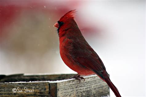 My State Bird The Cardinal Is The State Bird Of Indiana