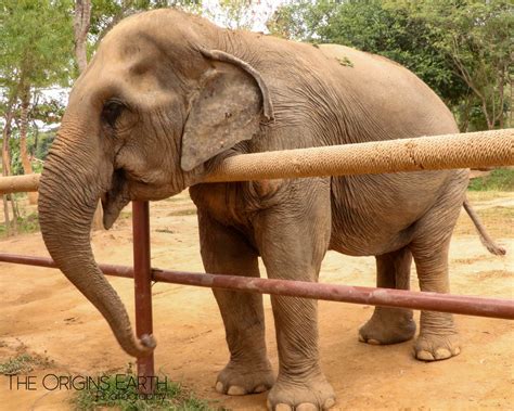 Samui Elephant Sanctuary The Origins Earth Media