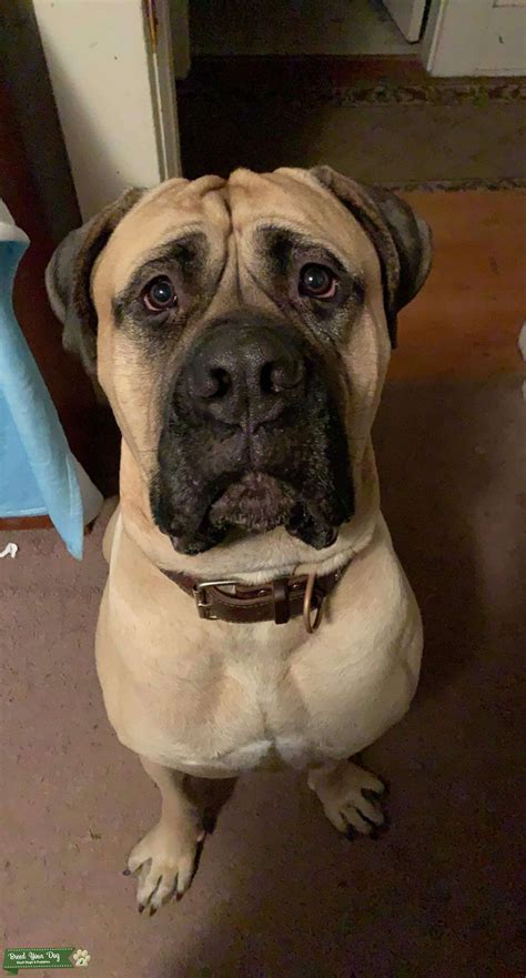 Meet Koda The Mastiff Stud Dog In Wa The United States Breed Your Dog