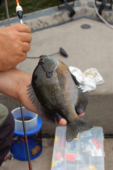 Spring Bluegill Fishing A Favorite Pastime Conservation Federation Of