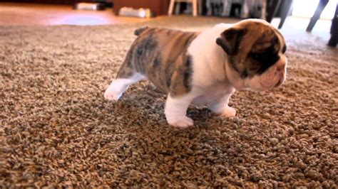 Bulldog Puppies Learning To Walk Is The Cutest Thing Ever