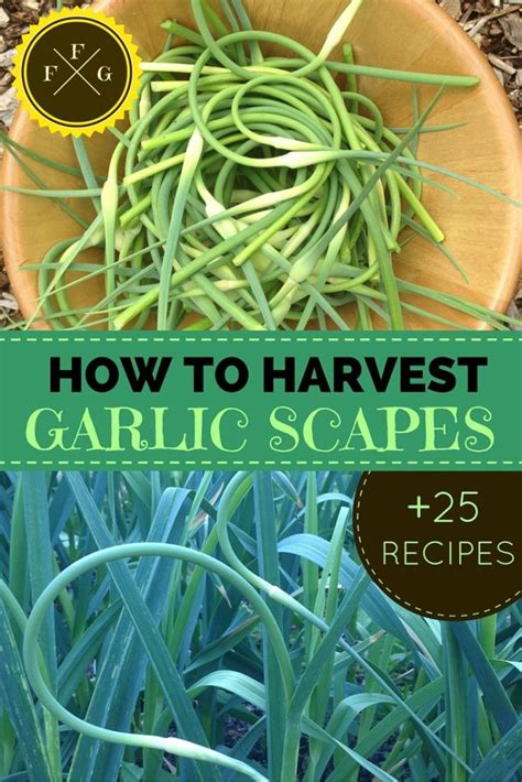 When To Harvest Garlic Scapes Garlic Scape Recipes Garlic Scapes