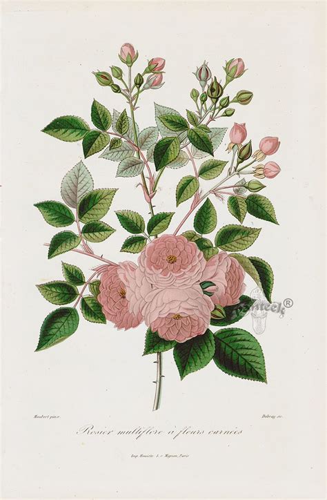 1884 Roses Et Rosiers Antique Roses Prints Botanical Art Botanical