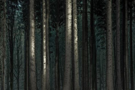 Dark Nature Forest Trees Wallpapers Hd Desktop And Mobile Backgrounds