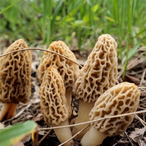 Morel Mushrooms Hunting Morels In Minnesota Michigan