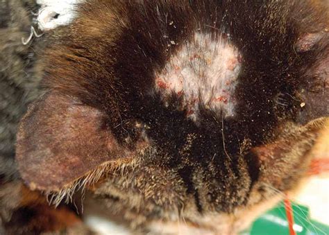 It is the most common autoimmune disease diagnosed in dogs and cats. Feline otitis treatment update | Vet Times