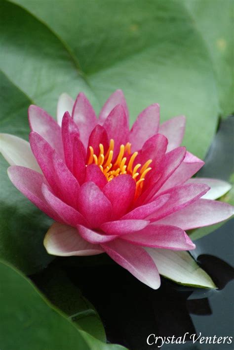 Pink Water Lily Beautiful Flowers Photos Flower Photos