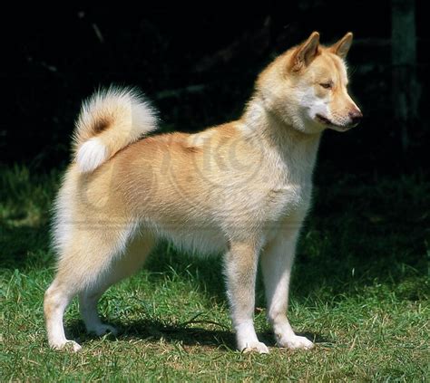 Greenland Dog 1 Pet Paw