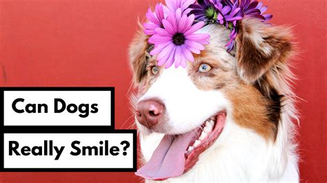 Do Dogs Really Smile Dog Works Radio